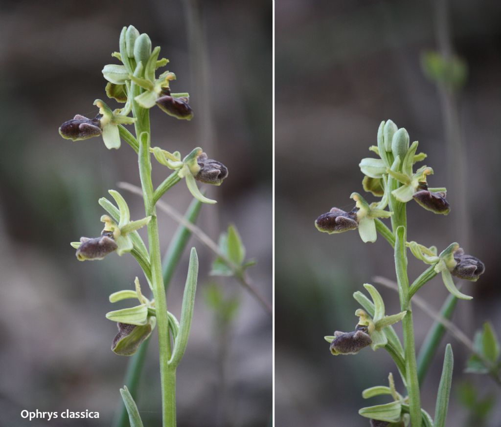 Ophrys minipassionis nell''Appennino Tosco-Emiliano